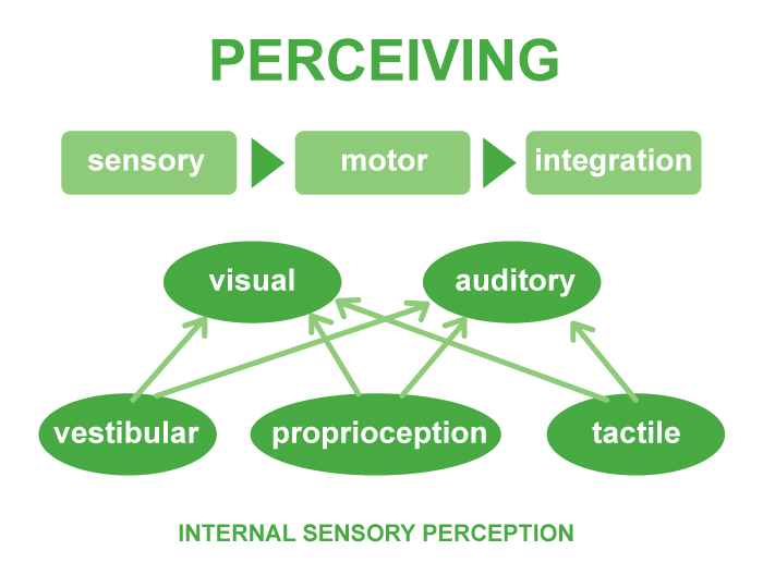 executive function disorder - perceiving