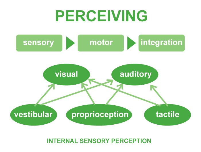 Executive Function Development Chart